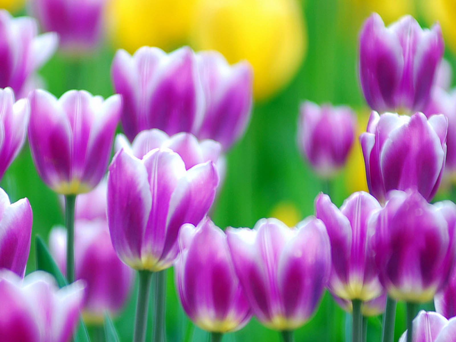 Purple Tulips Flowers Wallpaper Screensavers