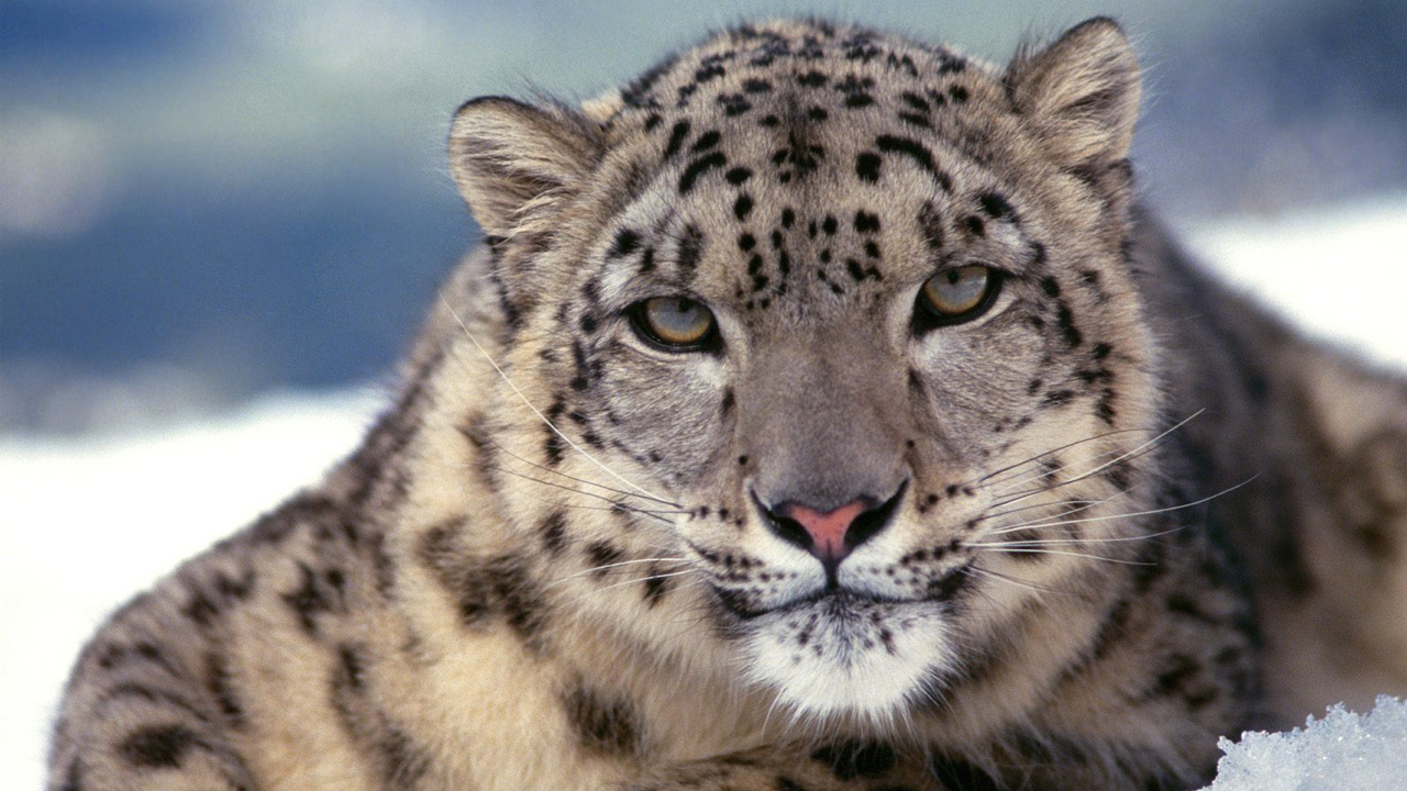 Snow Leopard Wallpaper