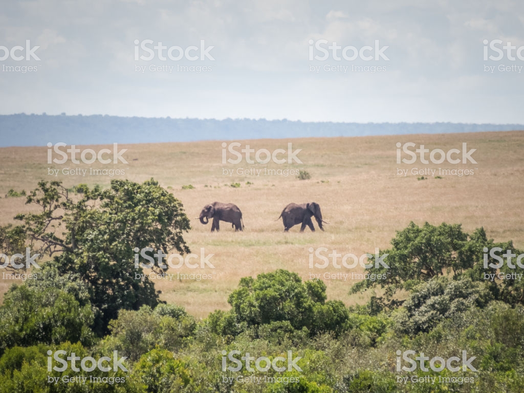 Two Elephants Move In The African Savannah On A Sunny Day Stock