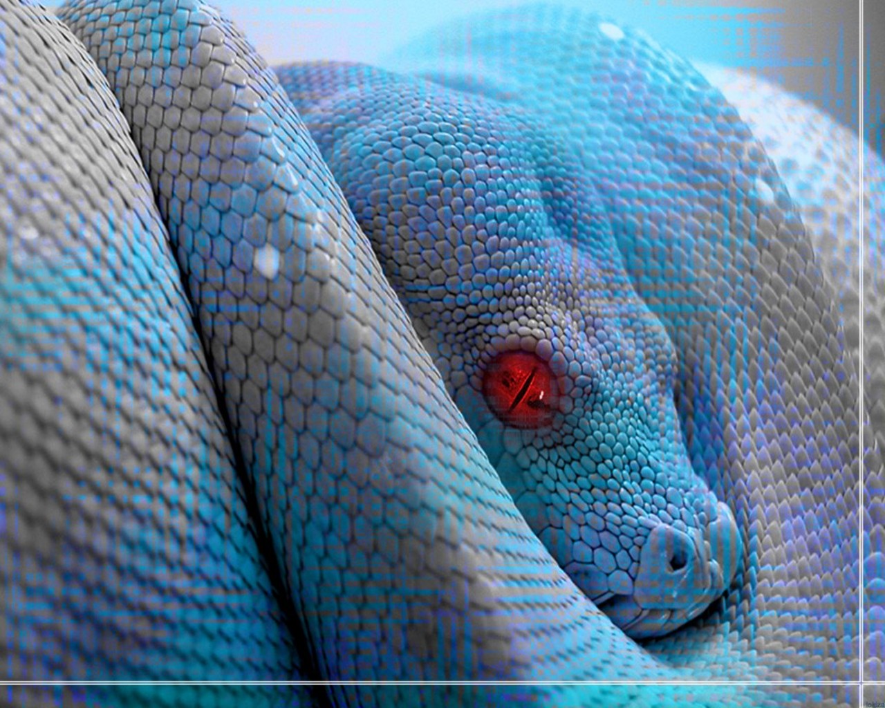 HD Wallpaper Desktop Reptile