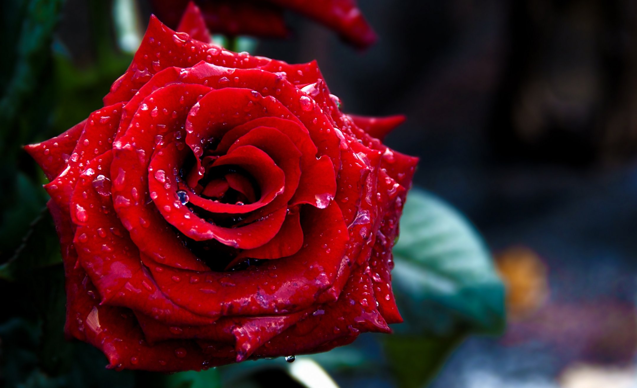 Happy Rose Day HD Wallpaper