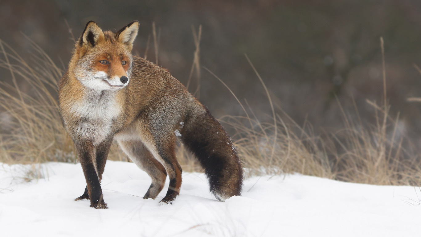 Fox In The Snow Wallpaper