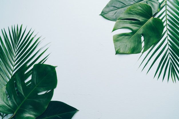 Tropical Palm Leaves On Color Background With Copyspace Wallpaper