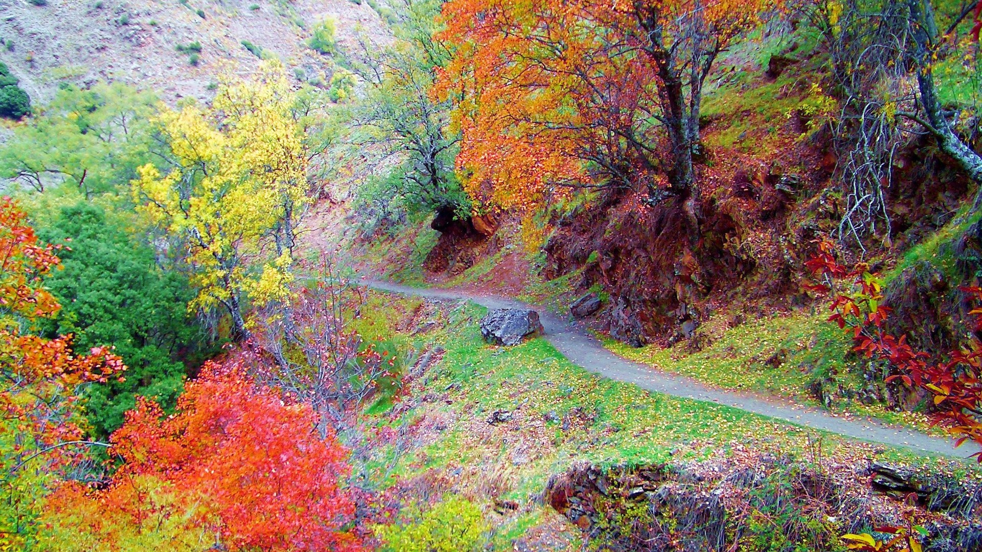  autumn fall color path trail leaves wallpaper 1920x1080 32051
