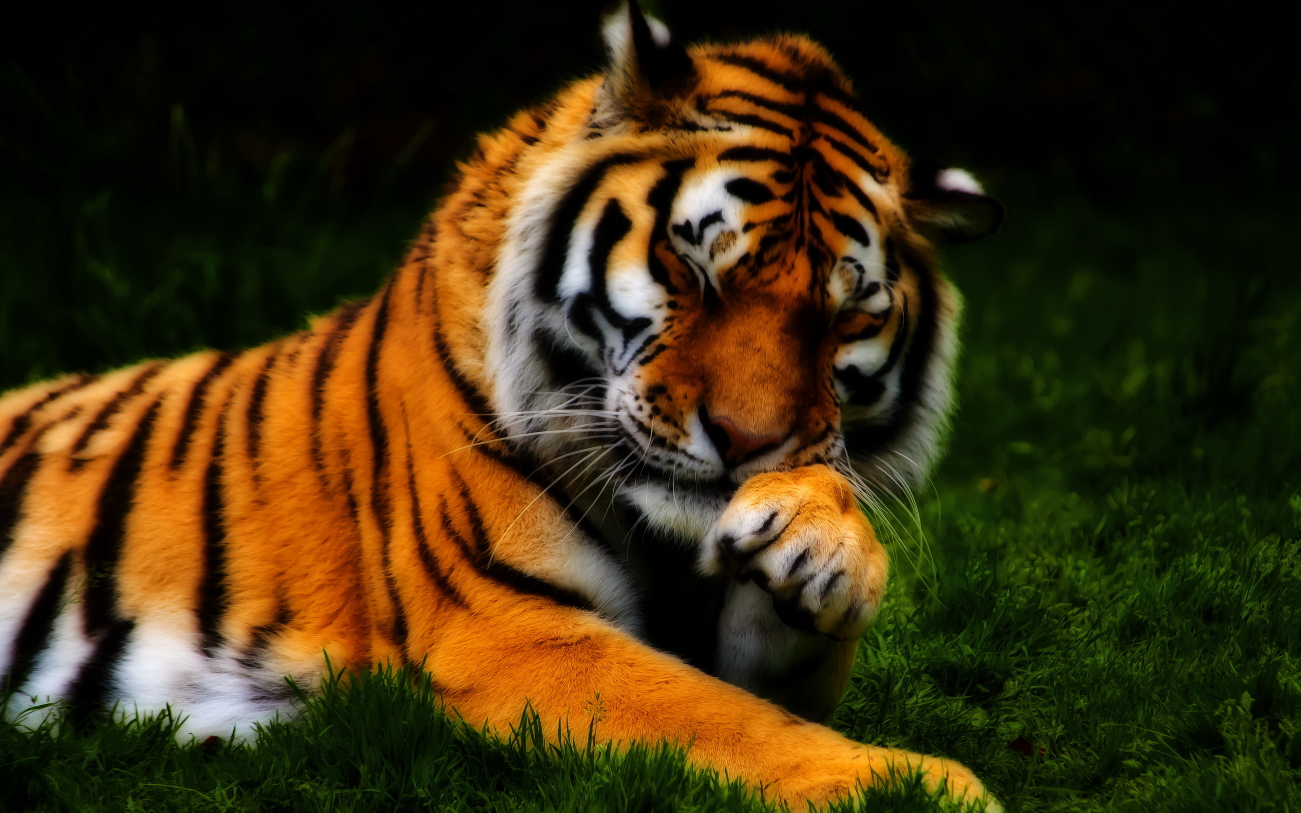 Cool 3d Background Of Tigers