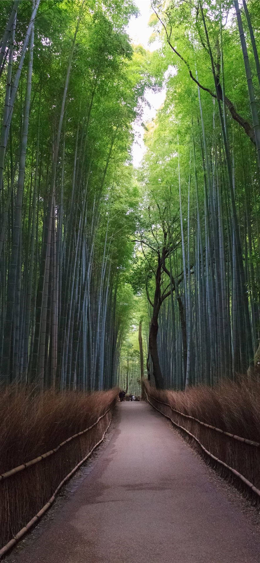 Bamboo iPhone Wallpaper