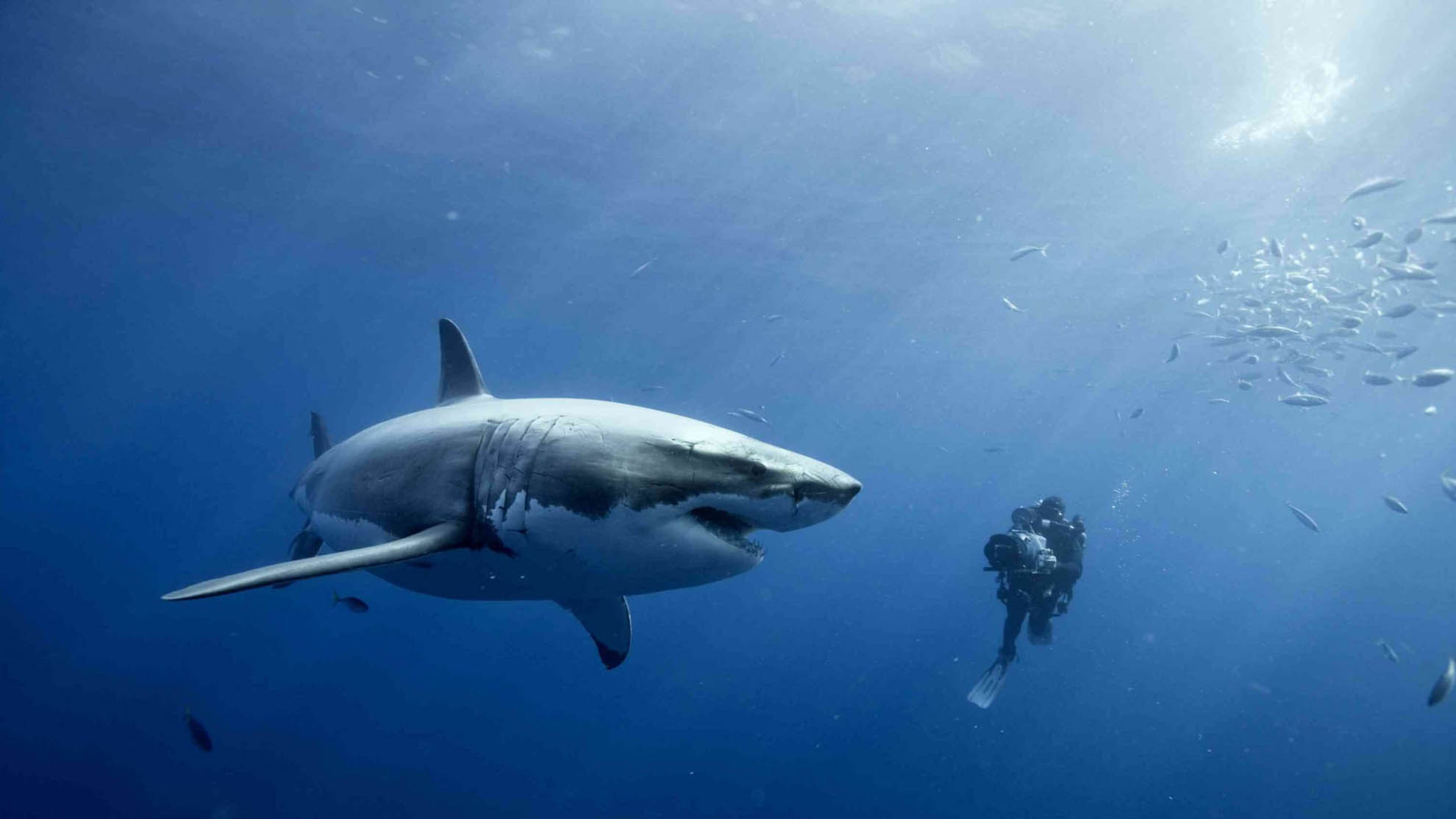Shark Wallpaper HD In Animals Imageci