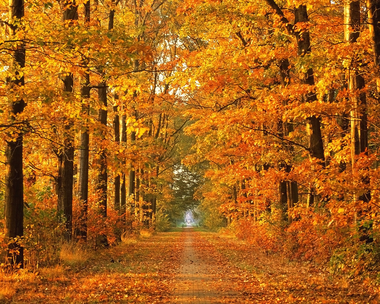 Autumn Wallpaper Widescreen Forest