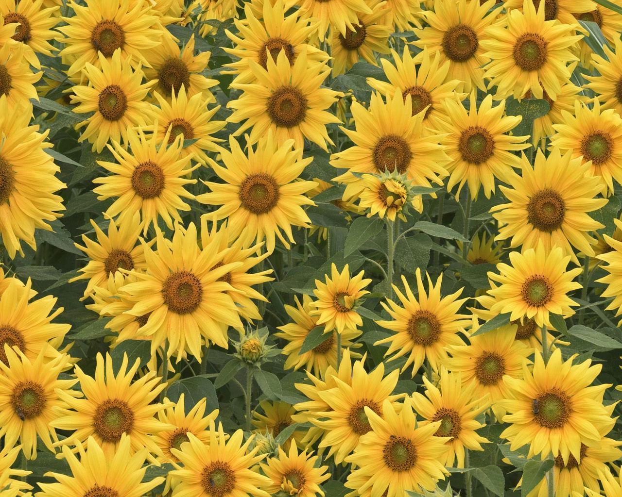 Free Download Galleries Related Sunflower Background Pattern