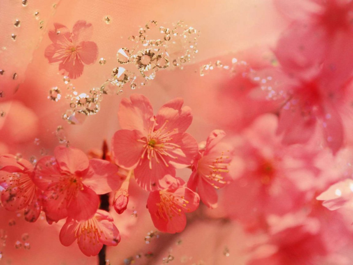 Beautiful flowers background 1152x864 Wallpapers 1152x864