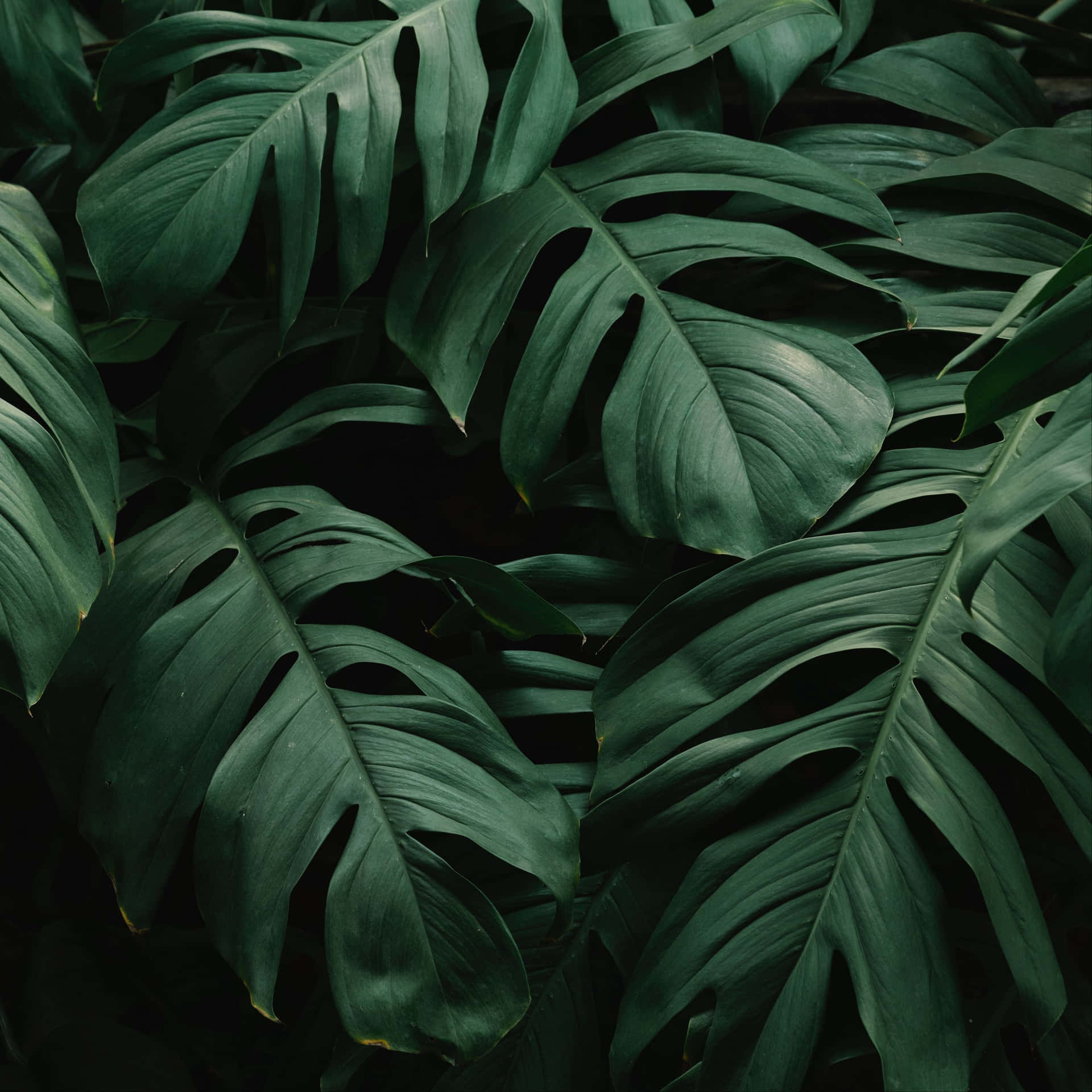Tropical Leaves Desktop Wallpaper