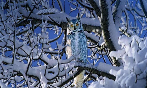Snowy Owl Wallpaper Screensavers A quiet snowy owl watching
