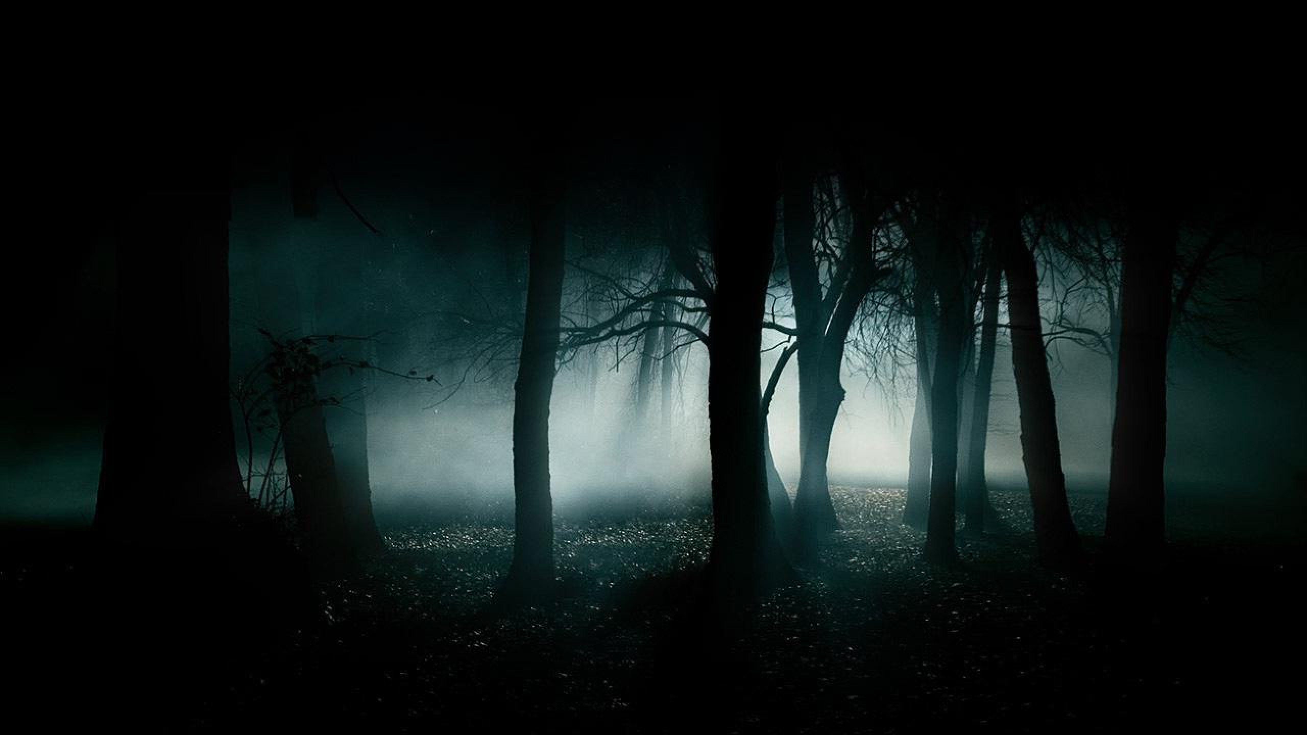 Forest Dark Fog Wallpaper