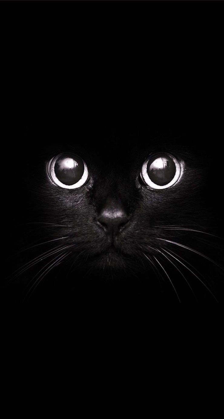 Black Cat iPhone Wallpaper 5s Cats With Big Eyes Crazy
