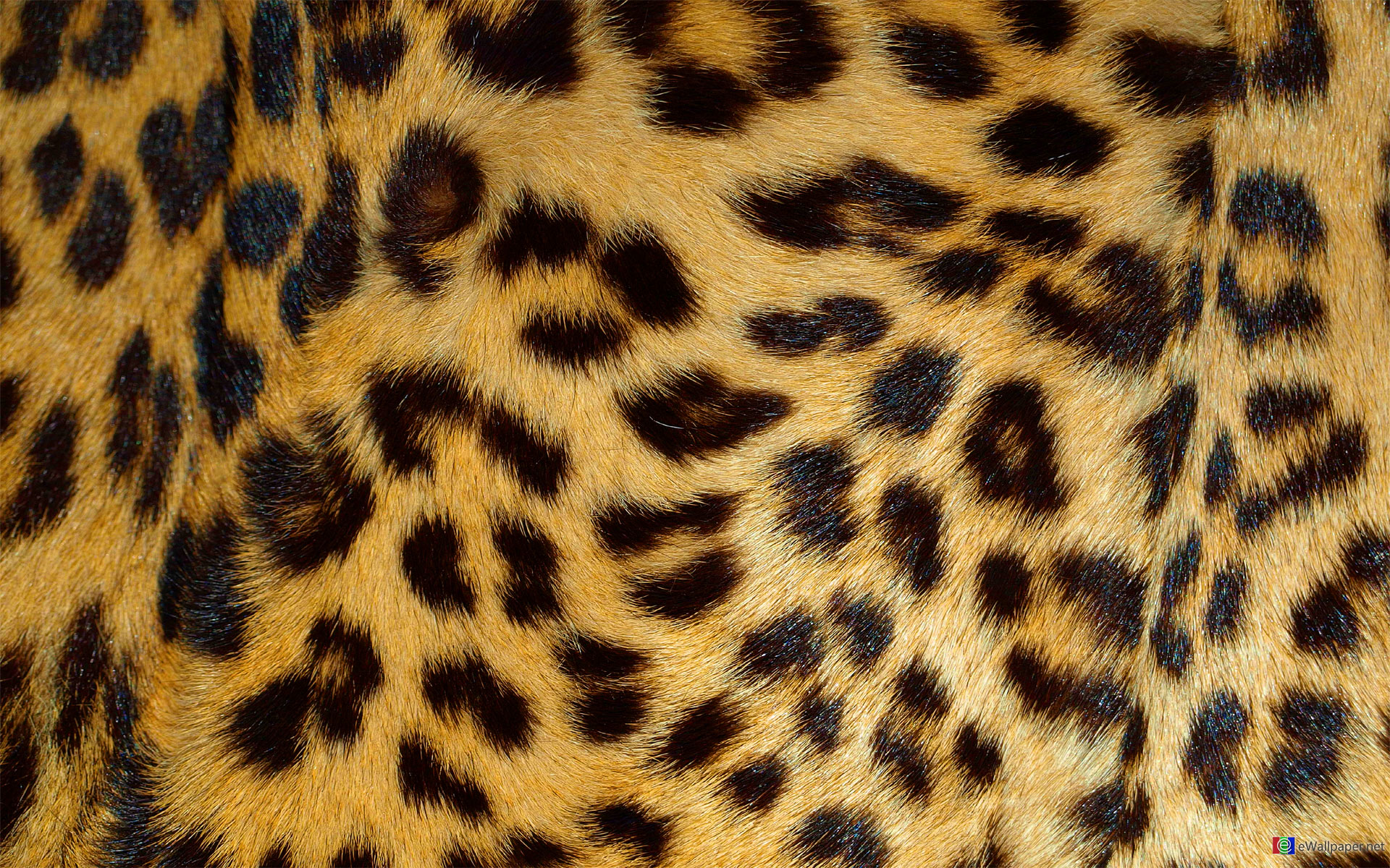 Leopard HD Wallpaper Skin
