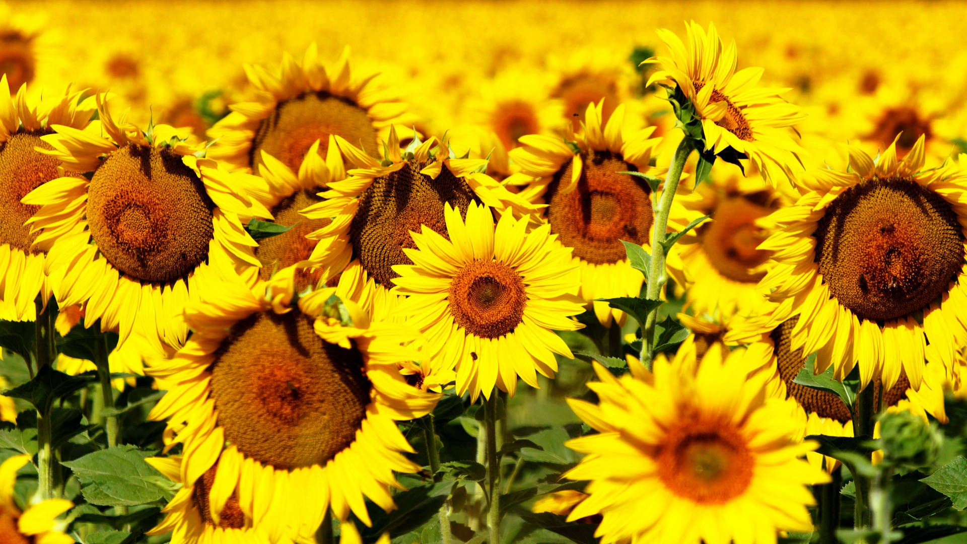 Brighten Up Your Day With The Beauty Of Sunflowers And Roses Wallpaper