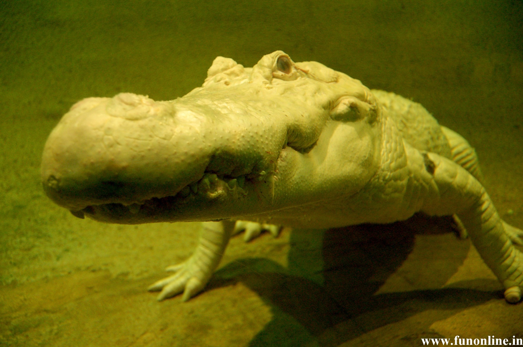 Alligator Wallpaper Underwater Killer Alligators