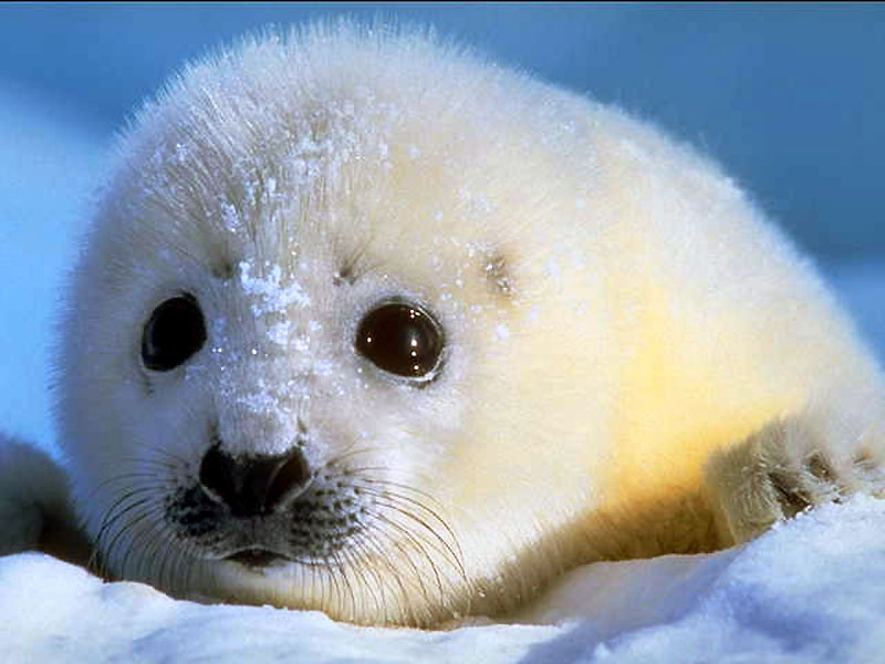 Seal Baby Wallpaper Background