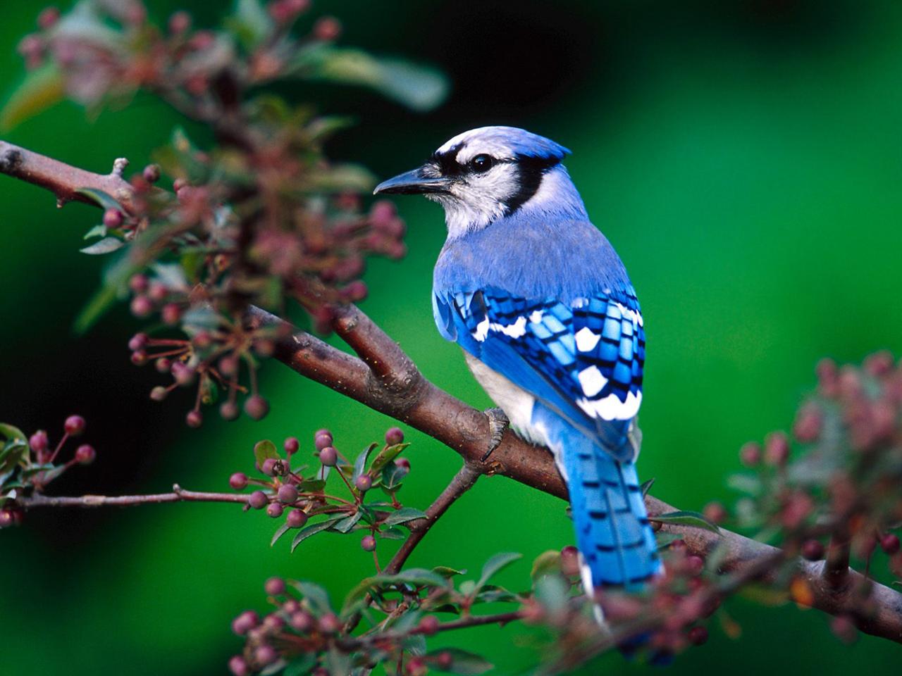 Blue Jay Bird Pc Wallpaper HD