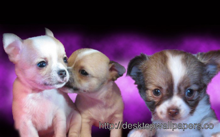 Nice And Beauty Of Chihuahua Wallpaper Is One Desktop