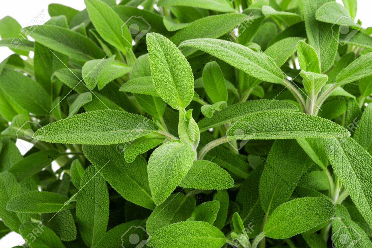 Sage Plants Salvia Officinalis Background Stock Photo Picture