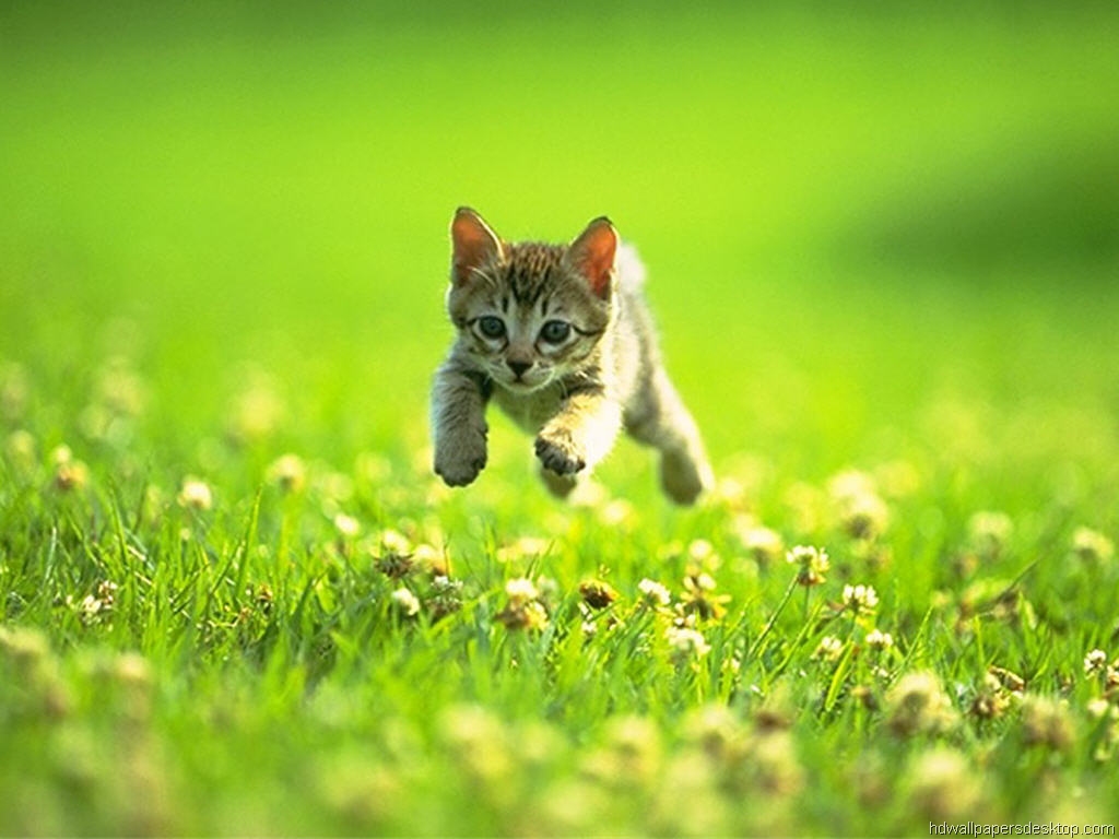 Cat Wallpaper Kitten Picture Desktop