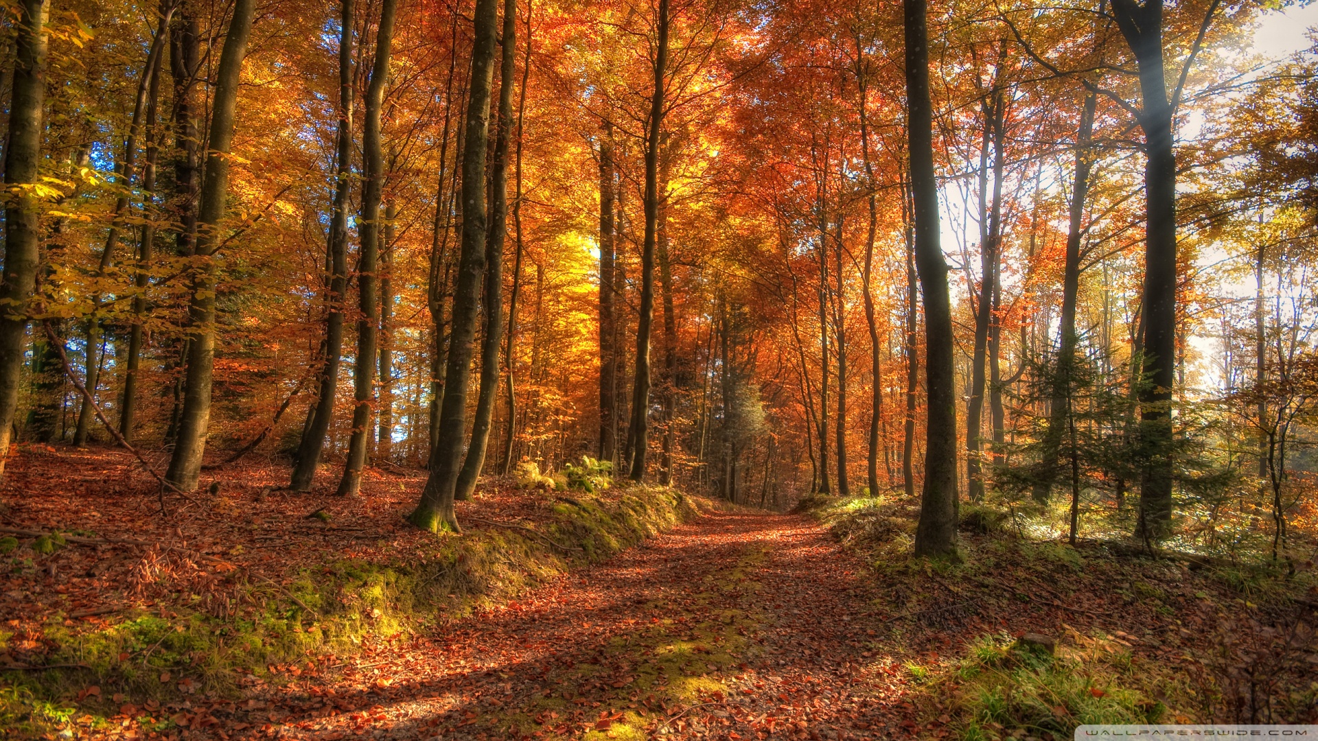 Fall Forest Path Wallpaper 1920x1080 Fall Forest Path