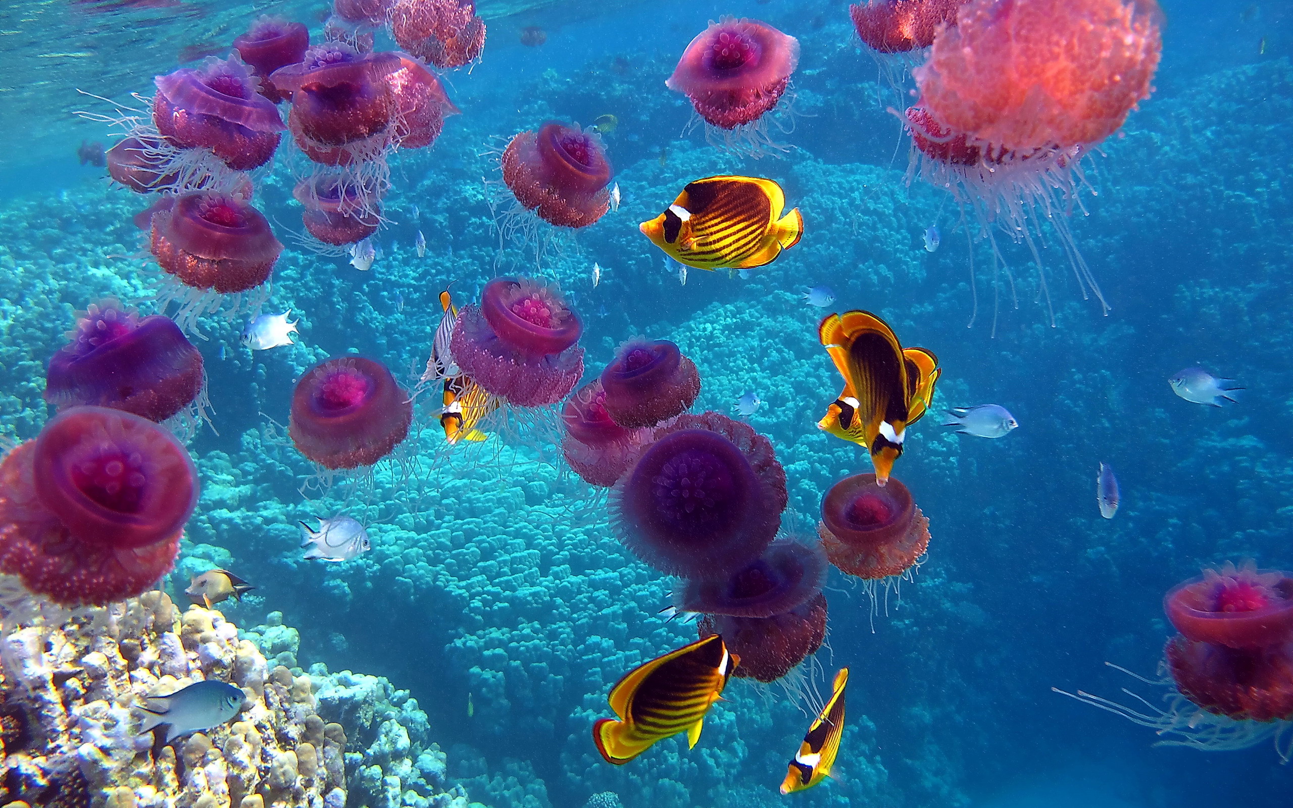 Animals Fishes Jellyfish Ocean Sea Life Tropical Color Contrast