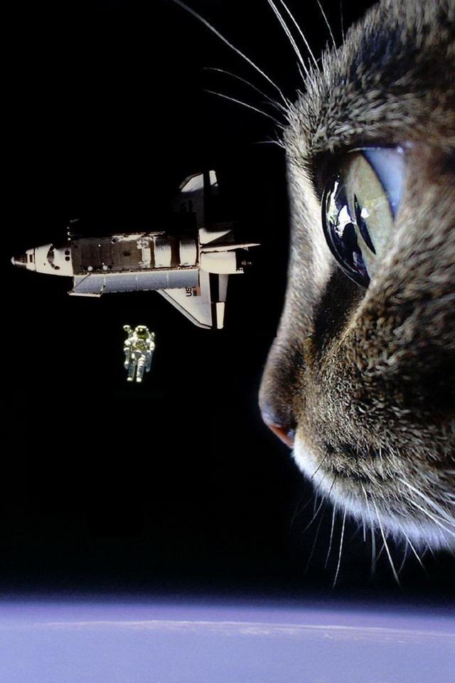 Space Cat iPhone Wallpaper For Pictures