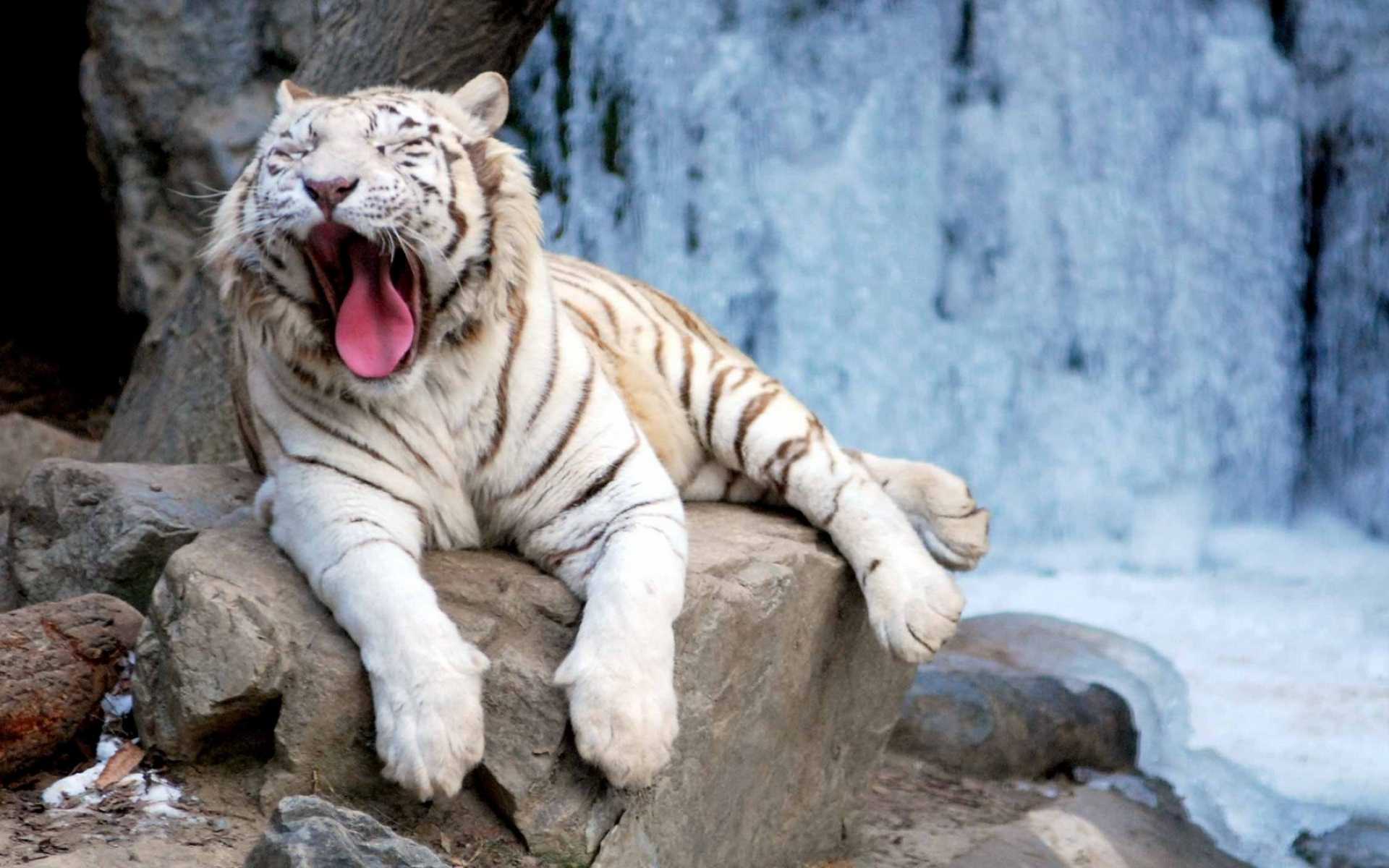 White Tiger Wallpaper Best Collection Of HD