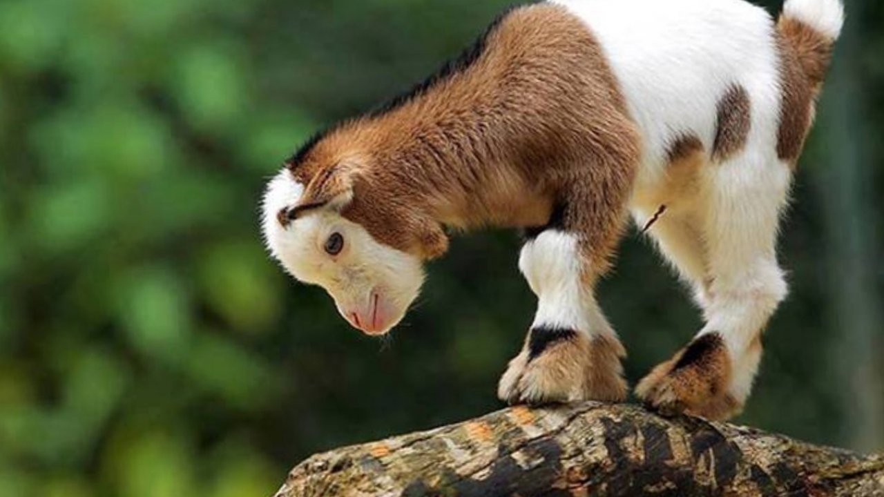 Desktop Image Wallpaper Cute Animals Animal World