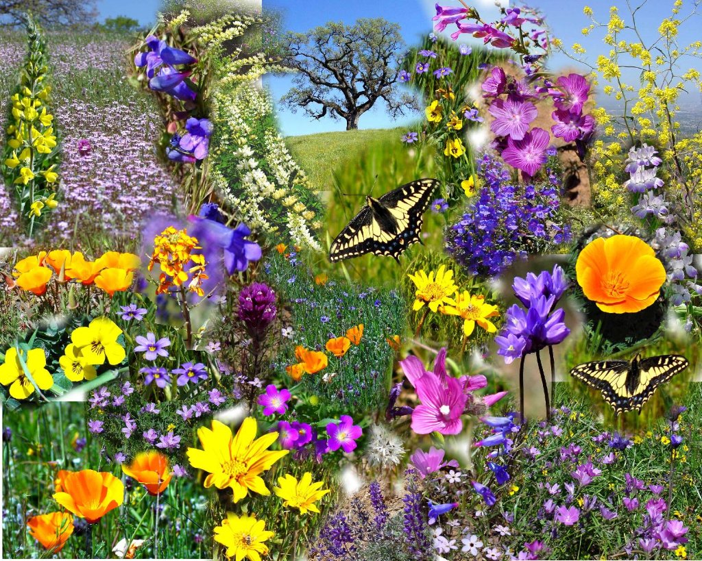 Yellow Color Wallpapers Beautiful Spring Wallpapers