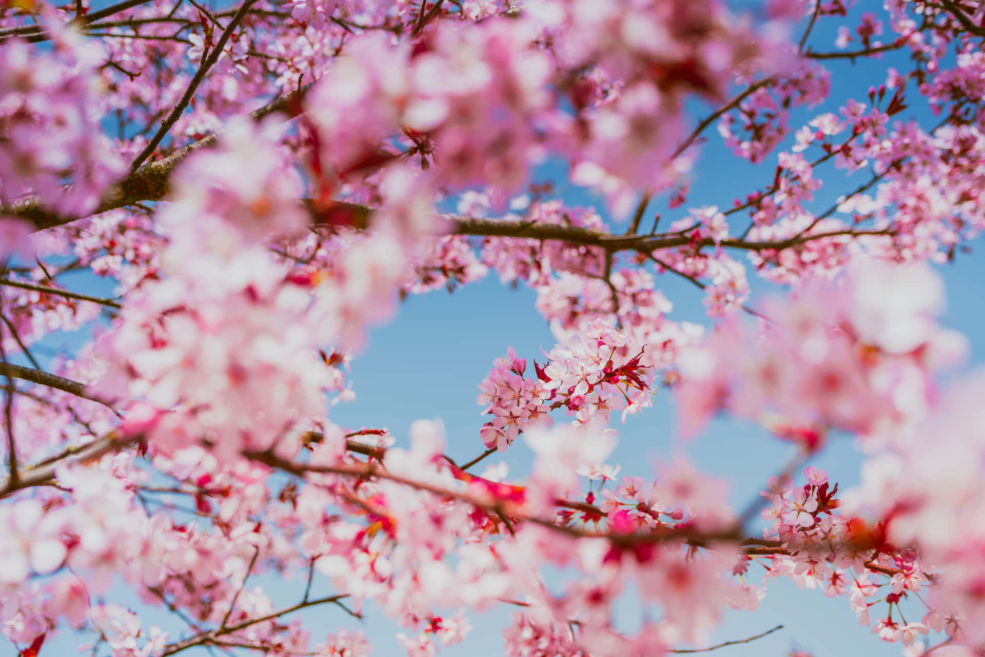 Pink Cherry Blossom Picture Wallpaper