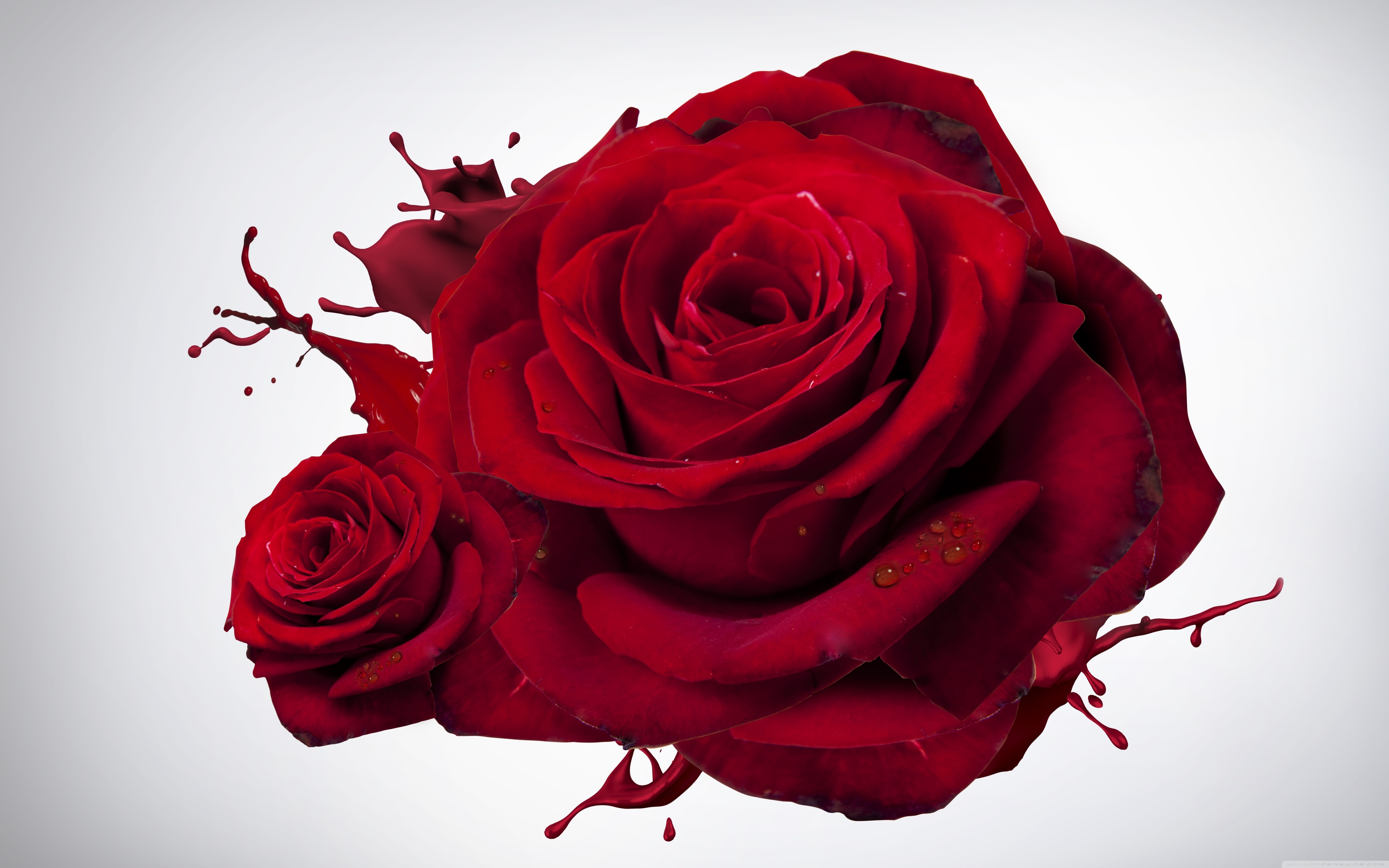 Love Red Roses 4k HD Desktop Wallpaper For Ultra Tv