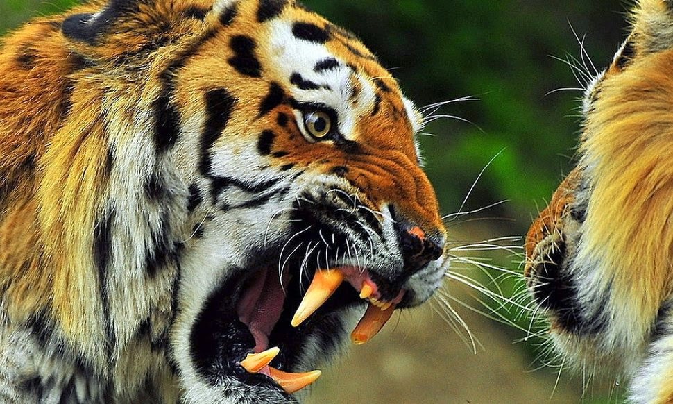 Free download Desktop HD Wallpapers Free Downloads Angry Tiger HD [970x582]  for your Desktop, Mobile & Tablet | Explore 90+ Angry Tiger Eyes Wallpapers  | Beautiful Eyes Wallpapers, Sharingan Eyes Wallpaper, Snake Eyes Wallpaper