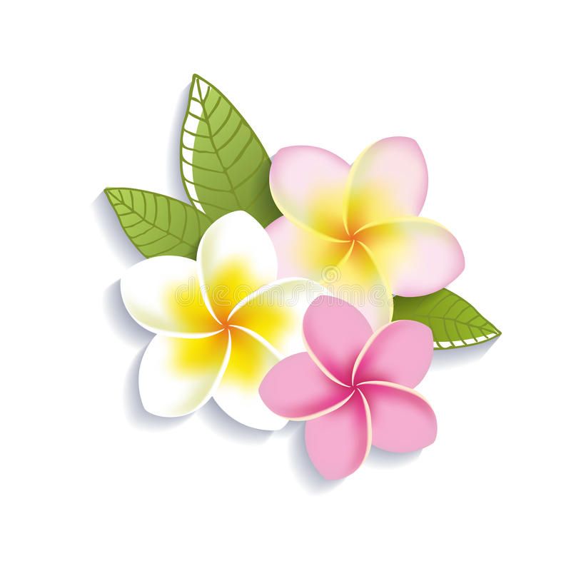 Vector Plumeria Flowers On A White Background From Over