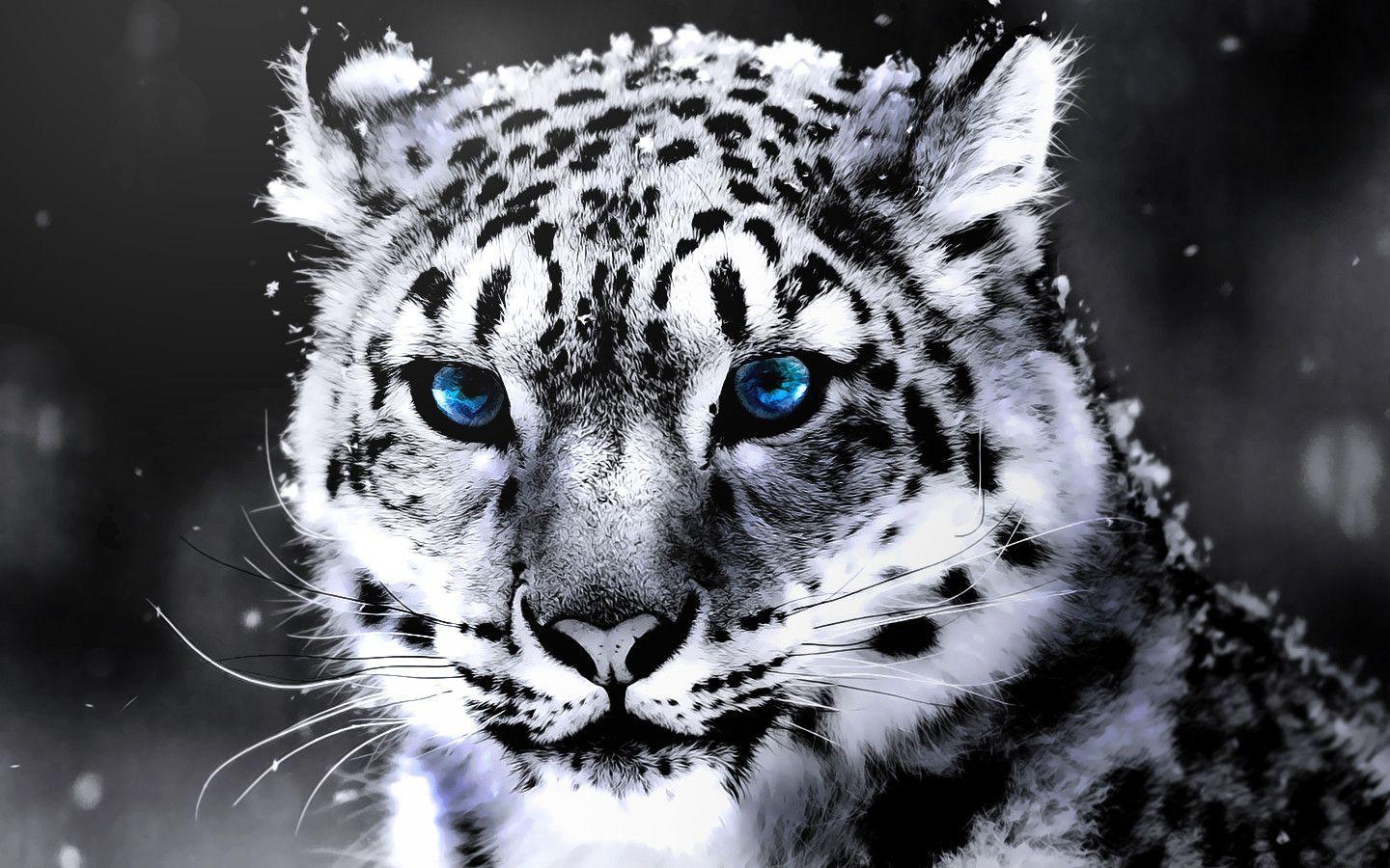 White Tiger Wallpapers HD 1440x900