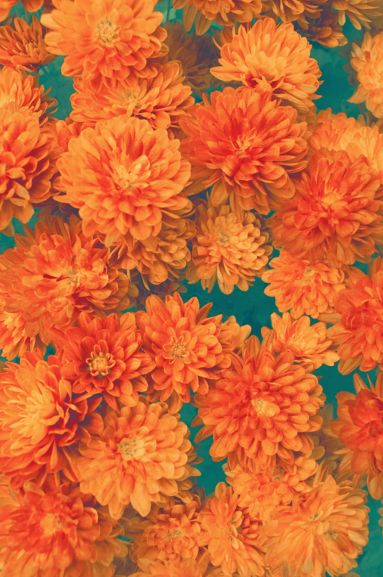 Orange Flowers Wallpaper