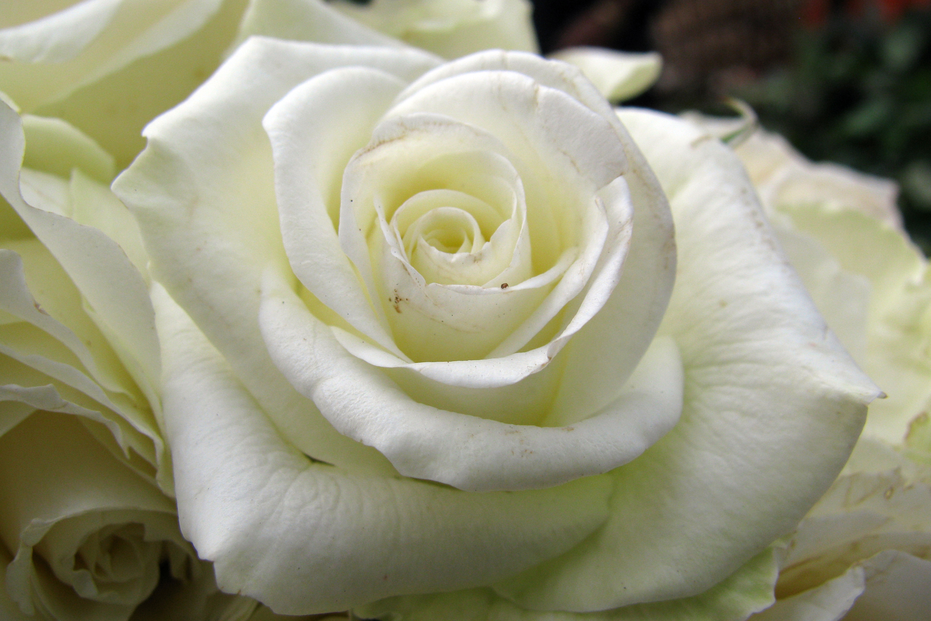 Magneficient Large White Rose Links Image And