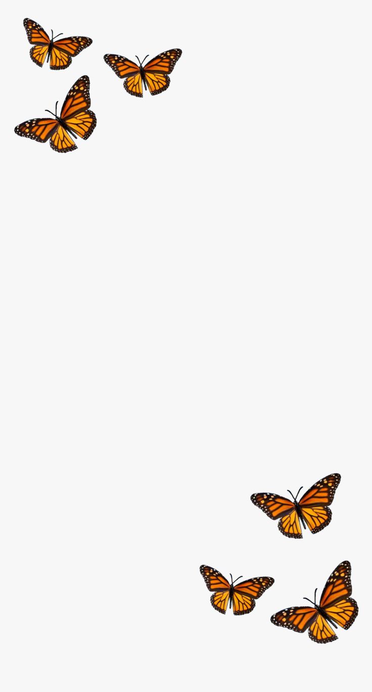 Filter Butterfly Orange Black Aesthetic Monarch