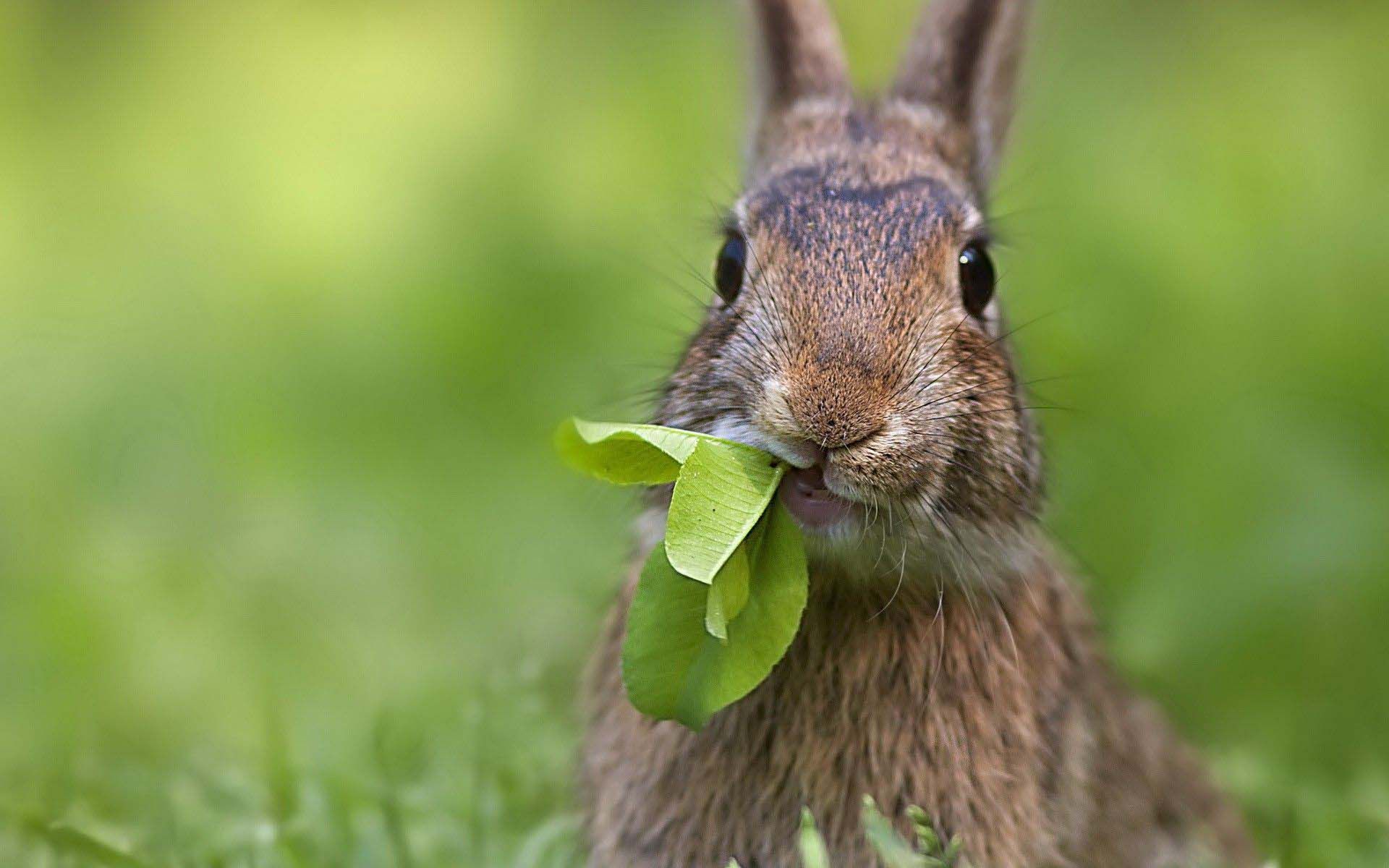 Curious Rabbit With Cabbage Wallpaper HD Animals And Birds