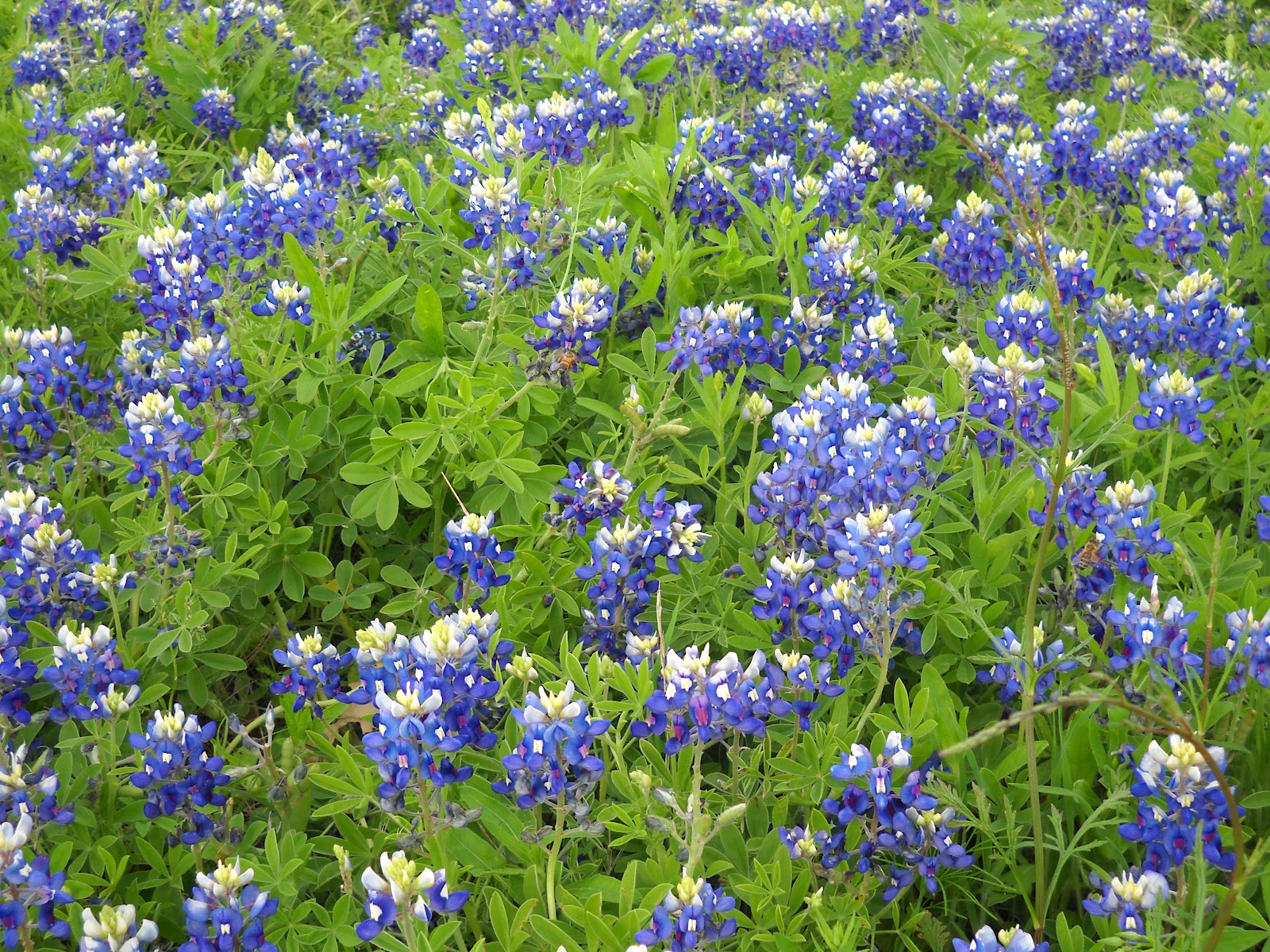 Lake Dallas Texas Brilliant Bluebons Blooming At White Rock