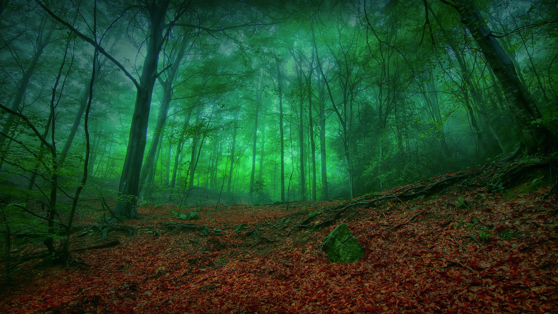 Mystical Forest Green Wallpaper And Image Pictures