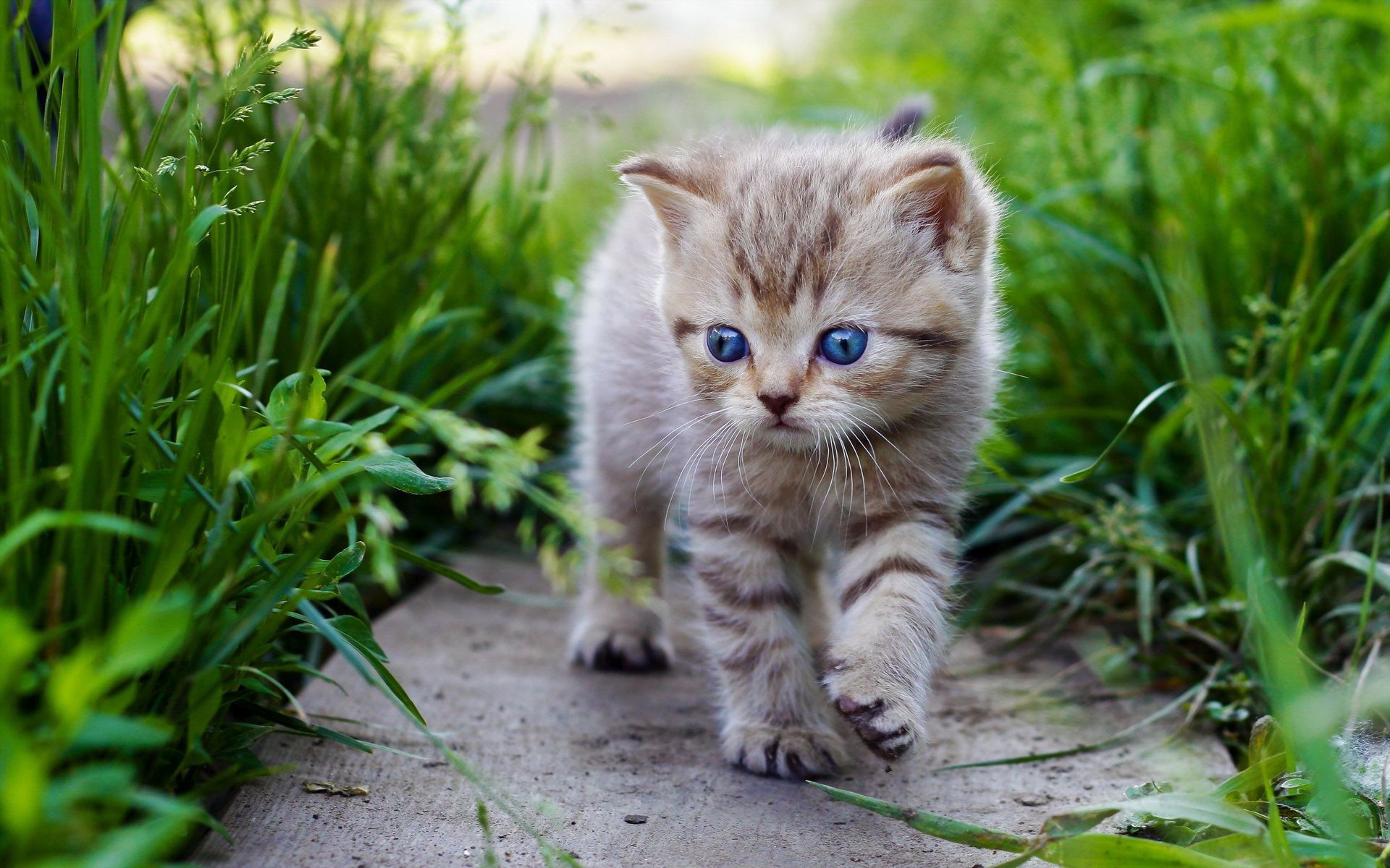 An adorable tabby kitten with bright blue eyes takes its first steps outdoors on a grassy path