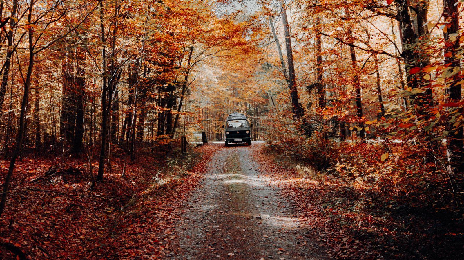 Wallpaper Forest Road Car Autumn Nature