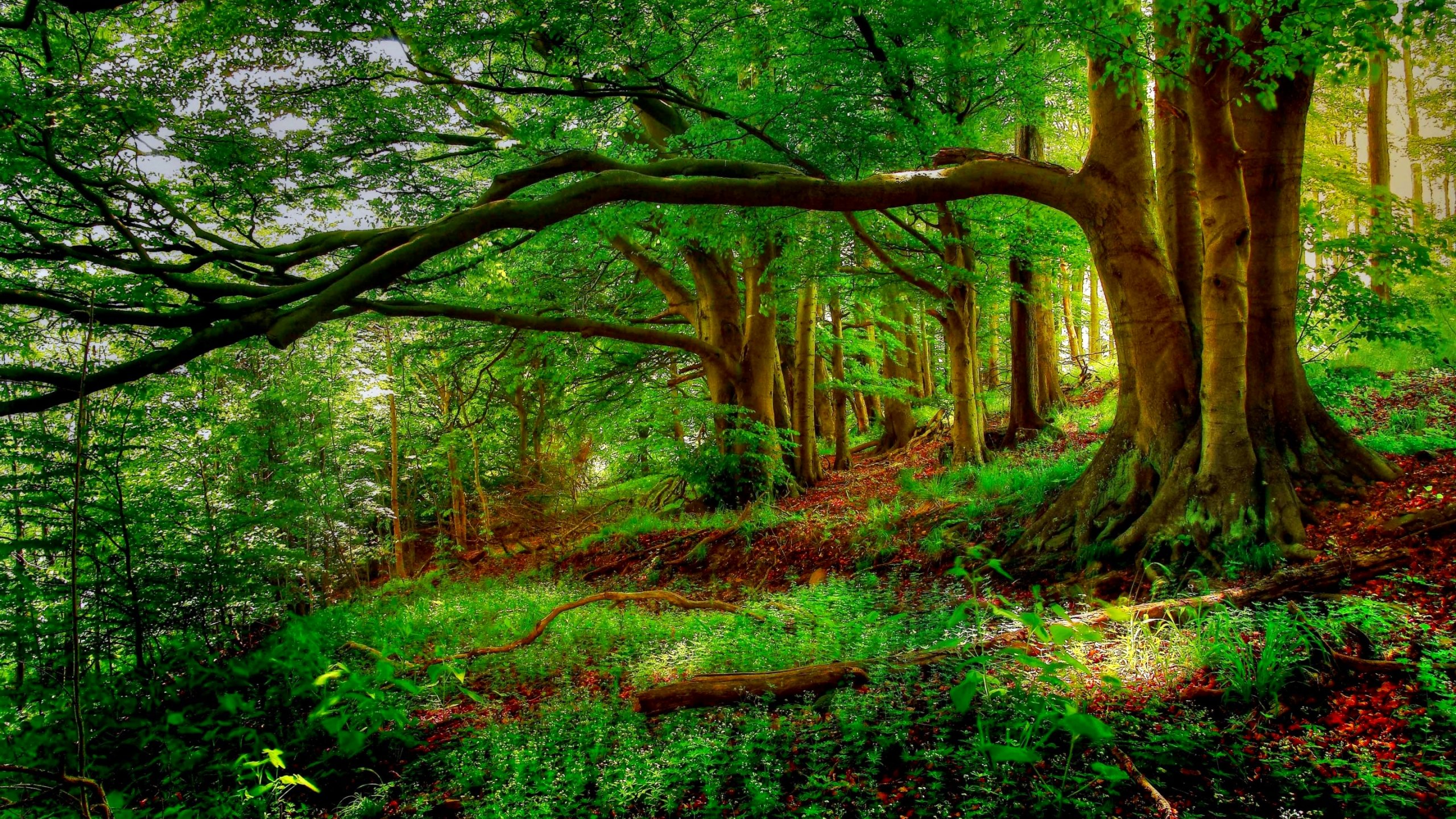 Free download forest background trees treehd nature wallpapers view