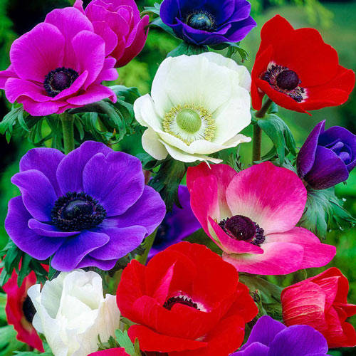 Anemone Flower Wallpaper