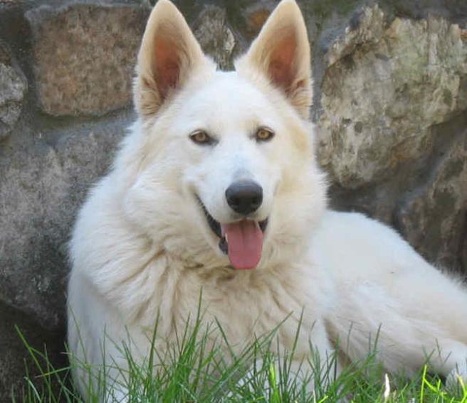 Image Go Back To White German Shepherd Puppies Pictures Next