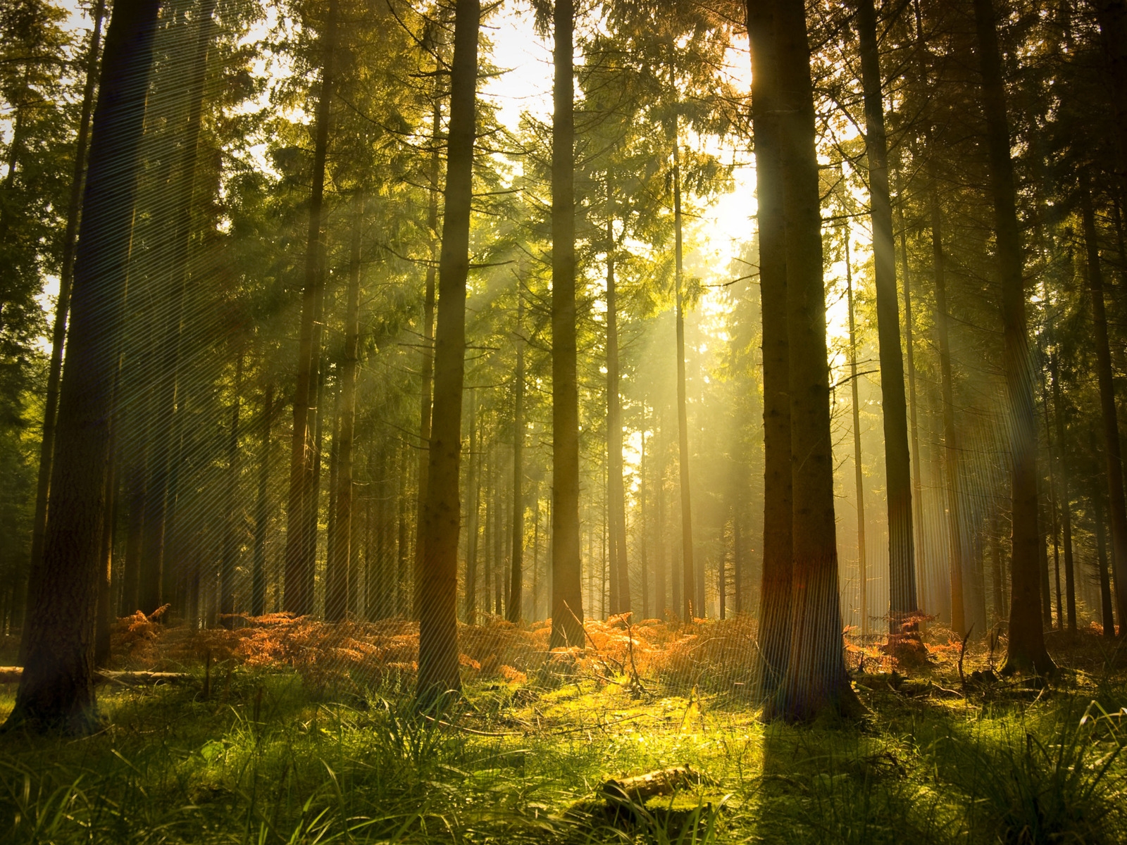 File Name Gallery For Pine Forest Wallpapers