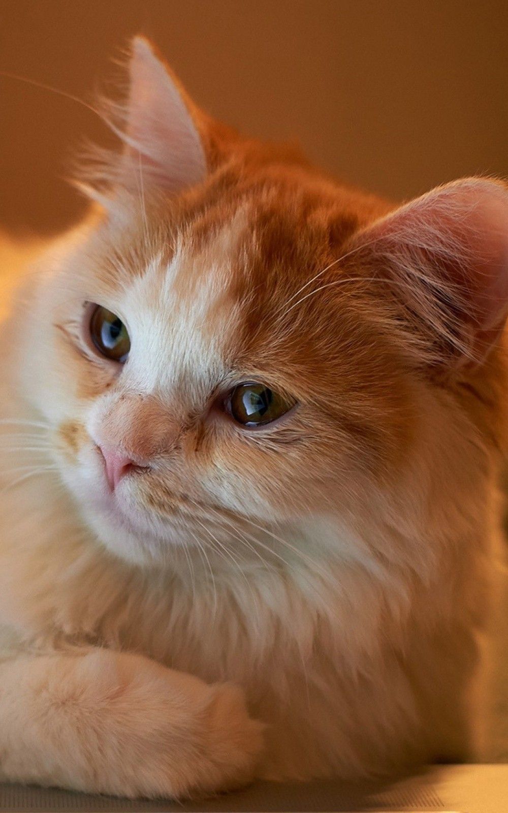 Animals iPhone Plus Wallpaper Orange Fluffy Cat